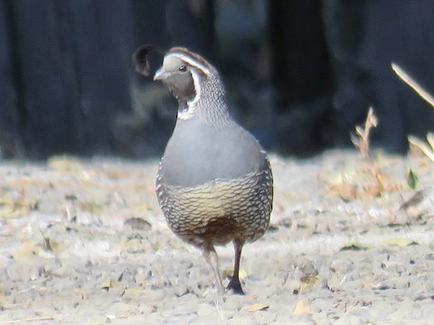 California Quail - ML496573631