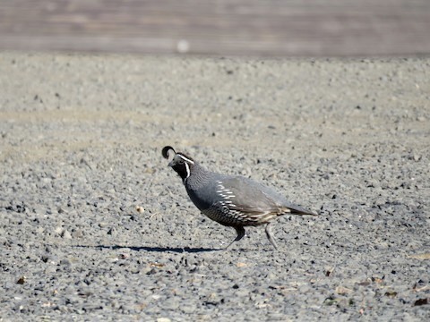 California Quail - ML496573641