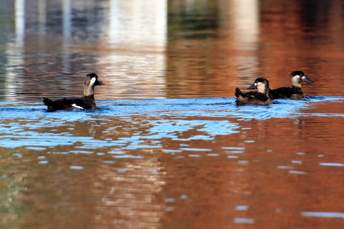 White-winged Scoter - ML496573901