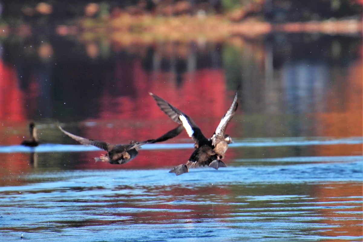 White-winged Scoter - ML496573921