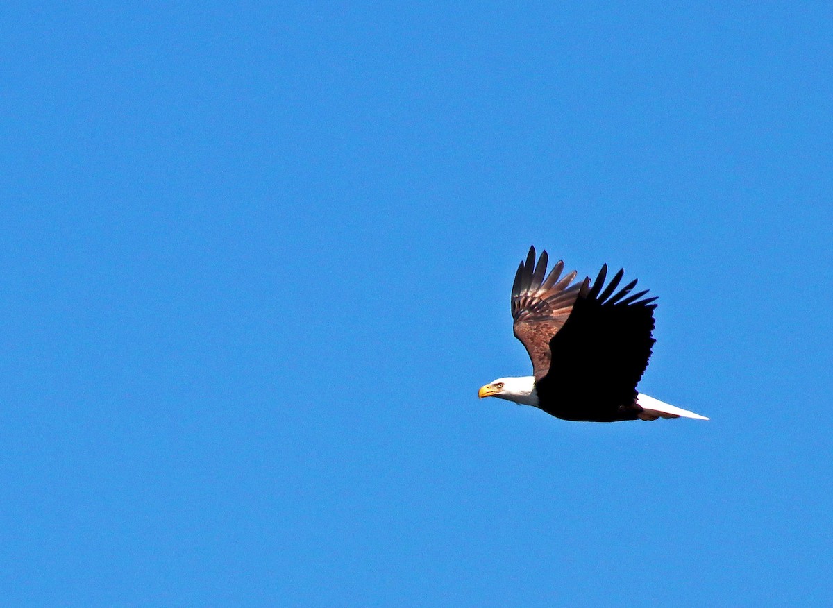 Weißkopf-Seeadler - ML496574221