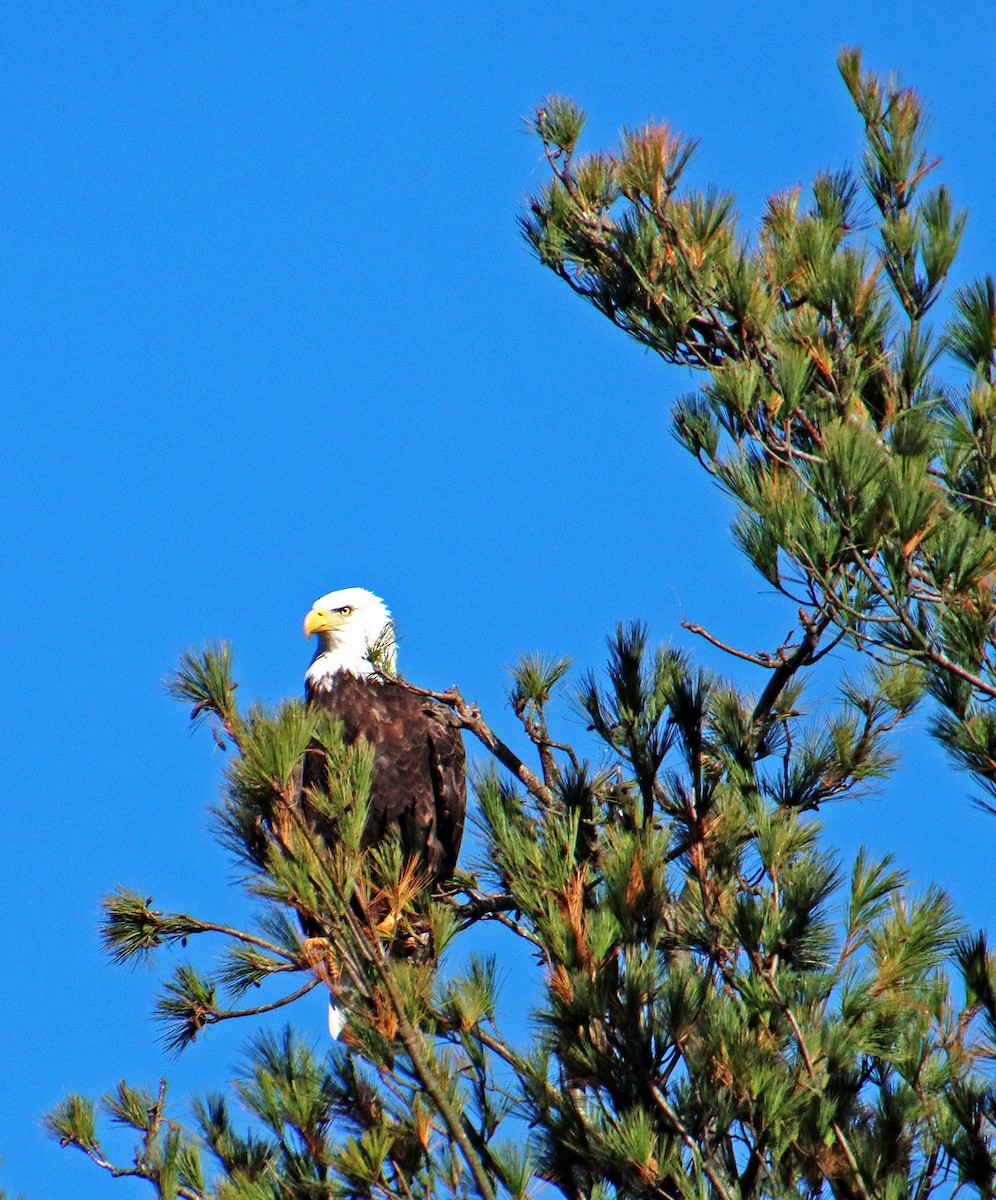 Weißkopf-Seeadler - ML496574231