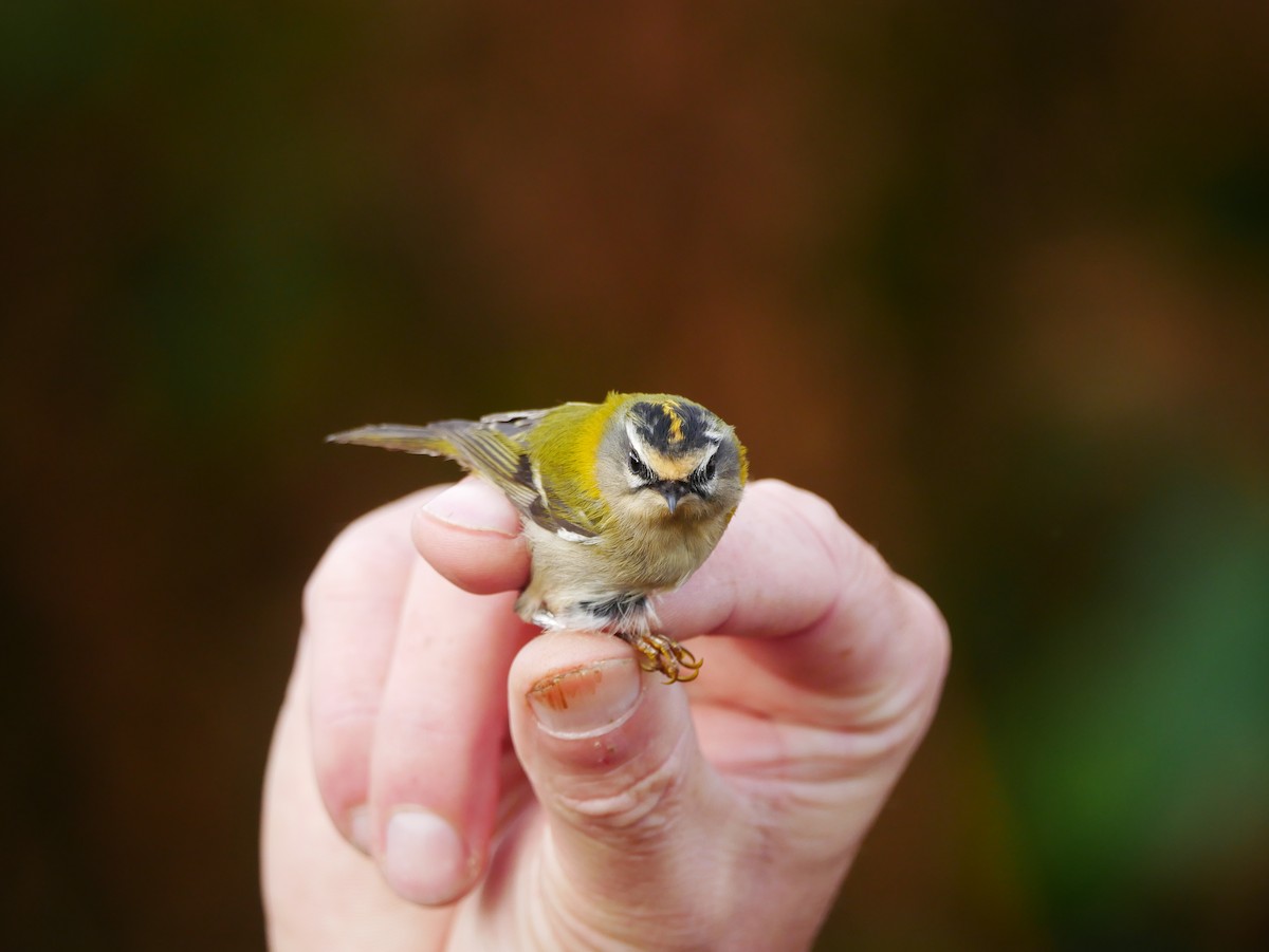 Common Firecrest - ML496574661