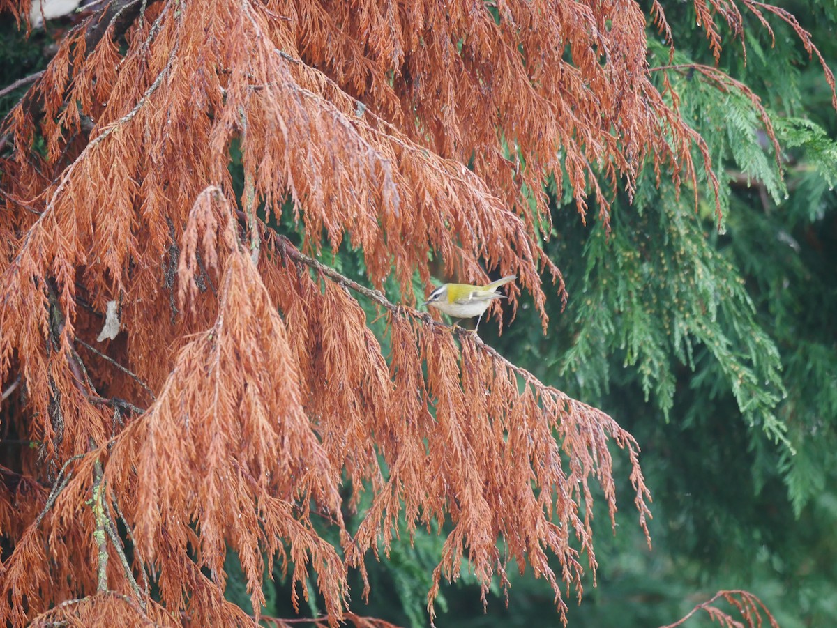 Common Firecrest - ML496574781