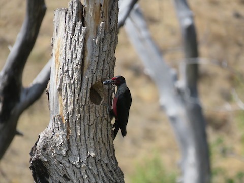 Lewis's Woodpecker - ML496575671