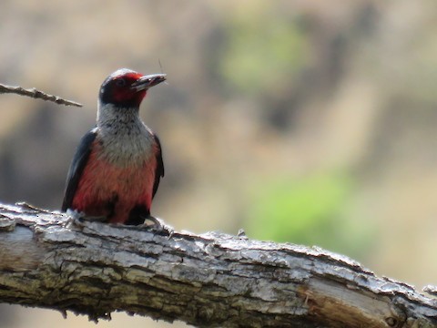 Lewis's Woodpecker - ML496575681