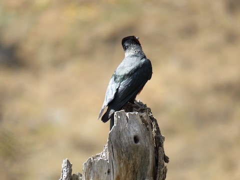 Lewis's Woodpecker - ML496575691