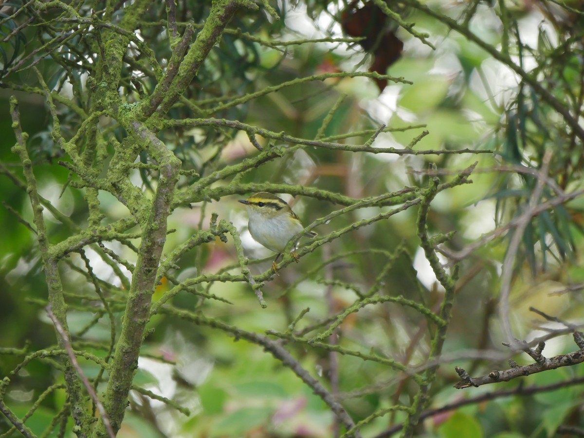 Pallas's Leaf Warbler - Gavin Thomas