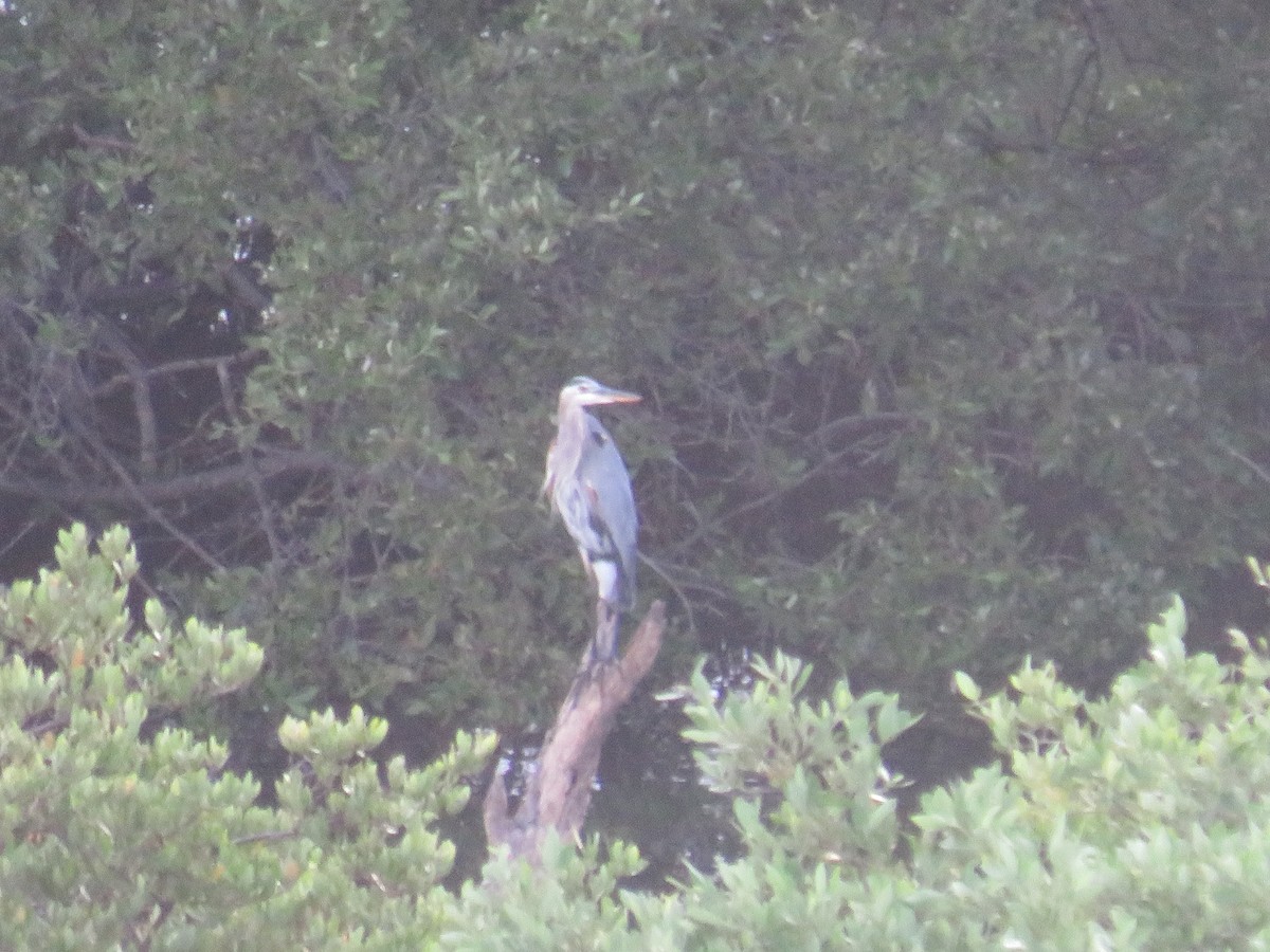 Garza Azulada - ML496576741