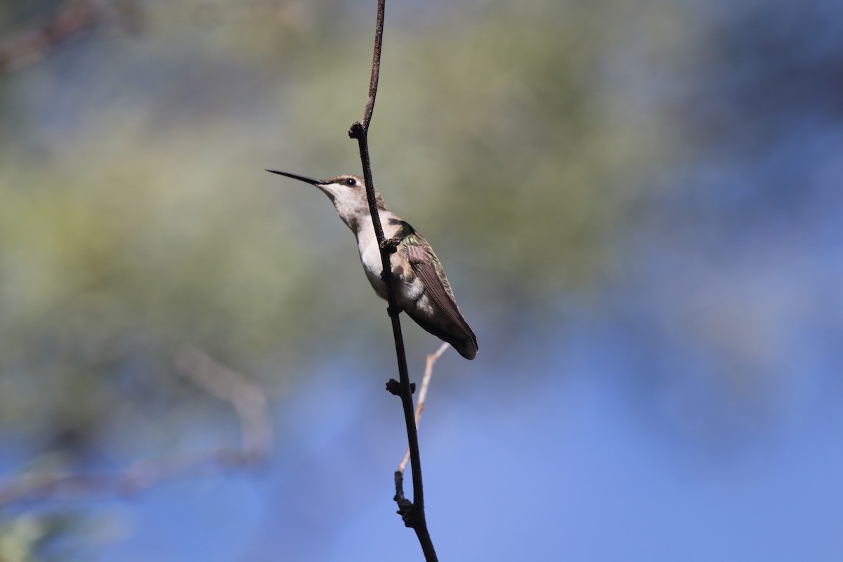 hummingbird sp. - ML496577681