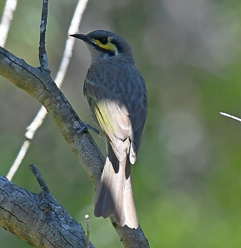 Yellow-faced Honeyeater - ML496578191