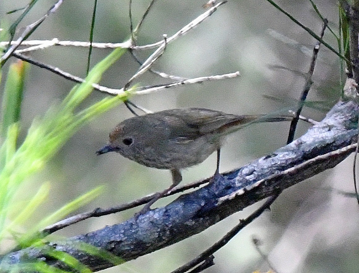 Brown Thornbill - ML496578271