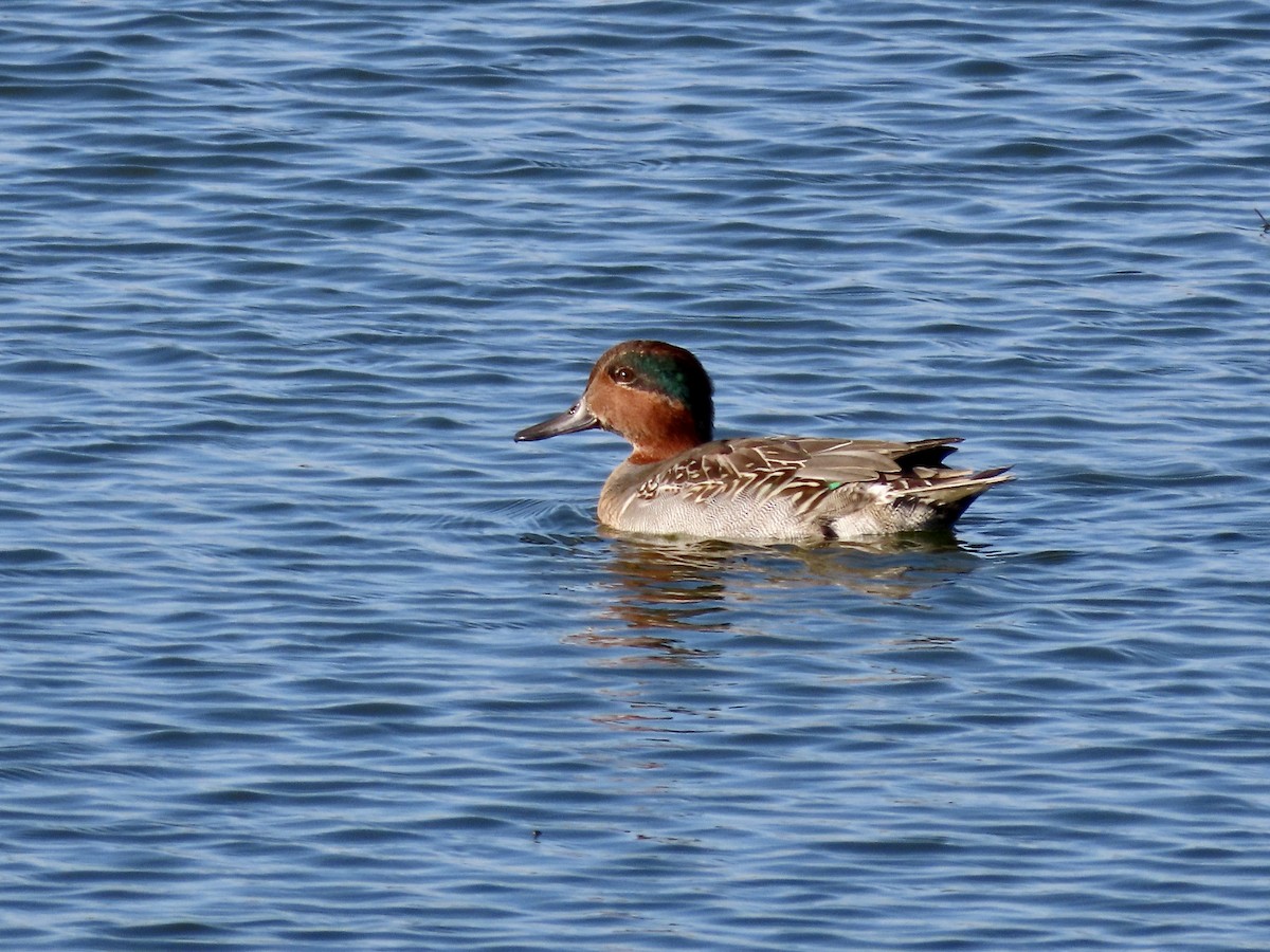 Green-winged Teal - ML496578381