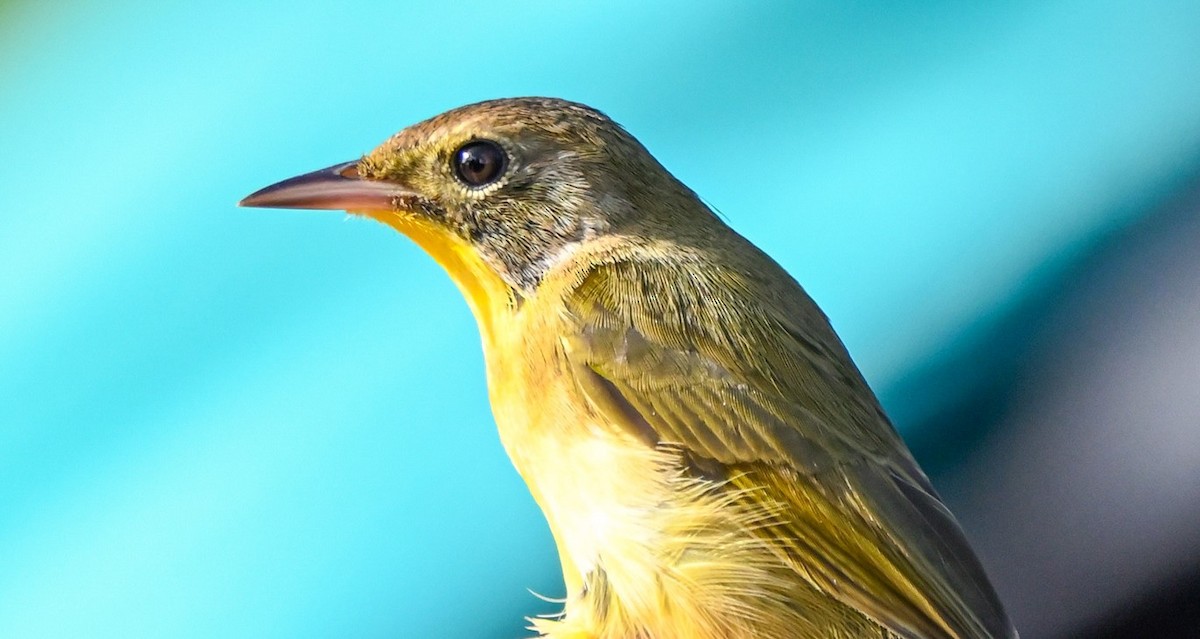 Common Yellowthroat - ML496578441