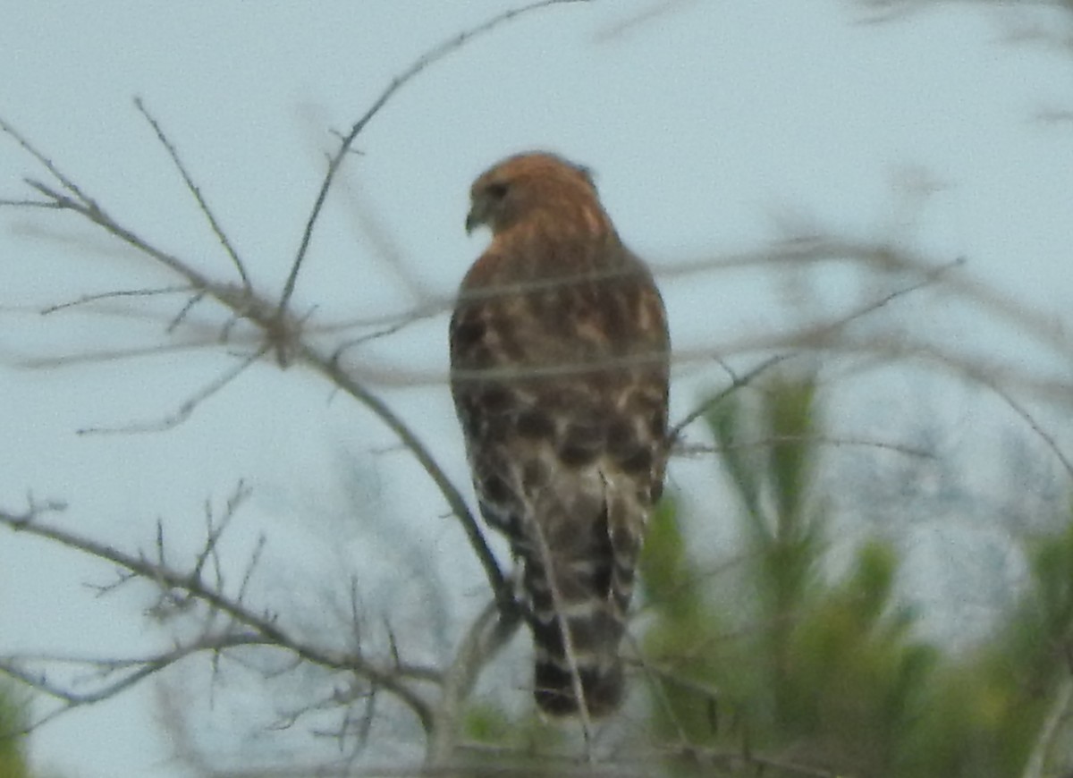 Red-shouldered Hawk - ML49657871