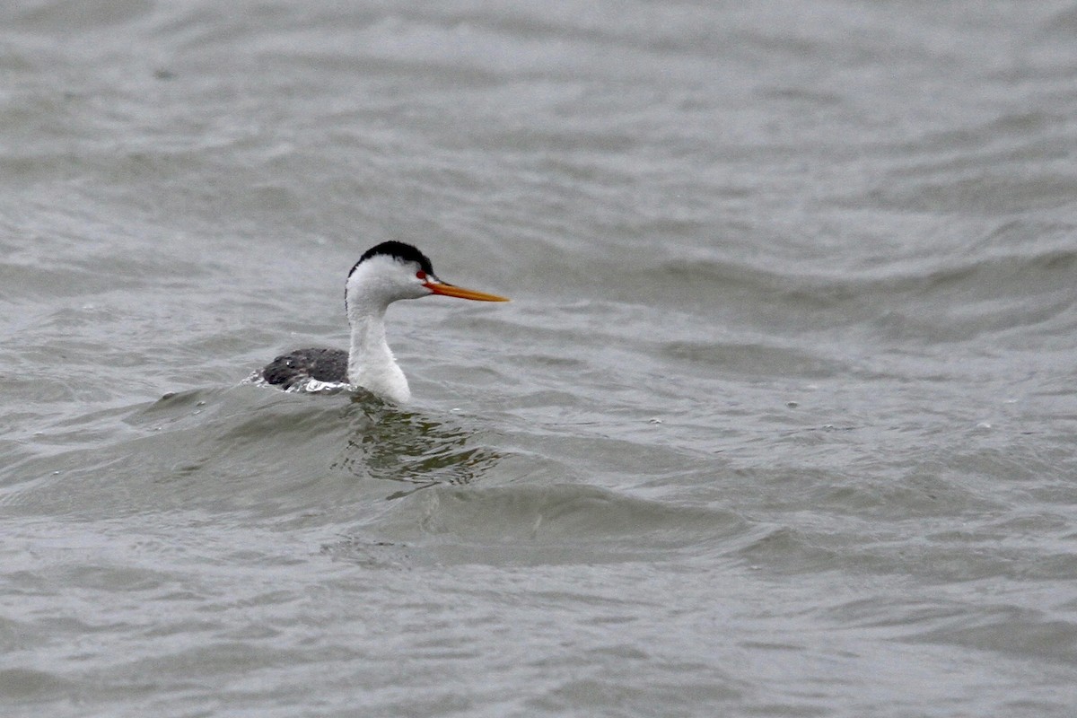 Clark's Grebe - Drew Weber