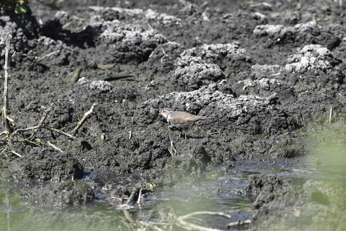 Three-banded Plover - ML496579321