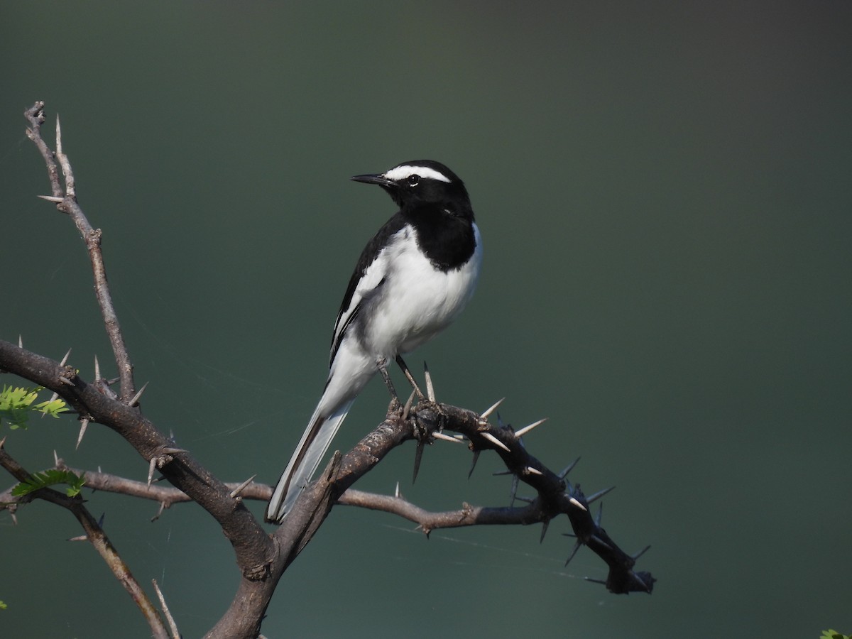 White-browed Wagtail - ML496580041