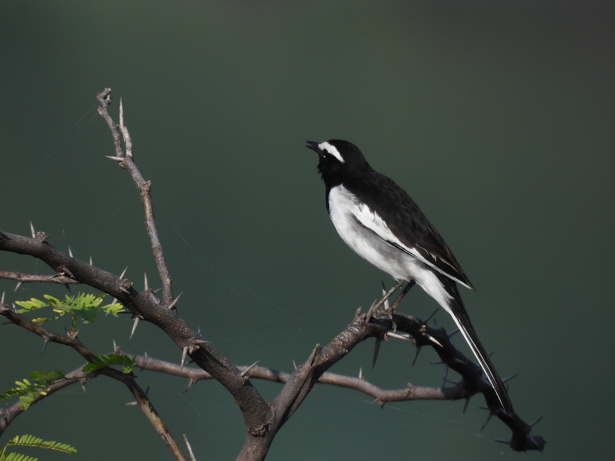 White-browed Wagtail - ML496580051