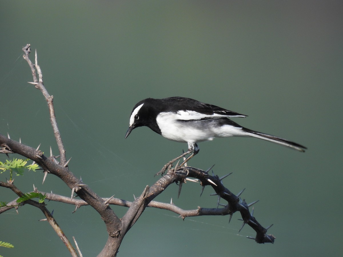 White-browed Wagtail - ML496580061