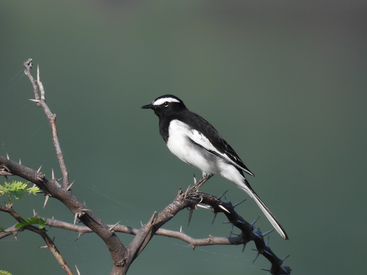White-browed Wagtail - ML496580071