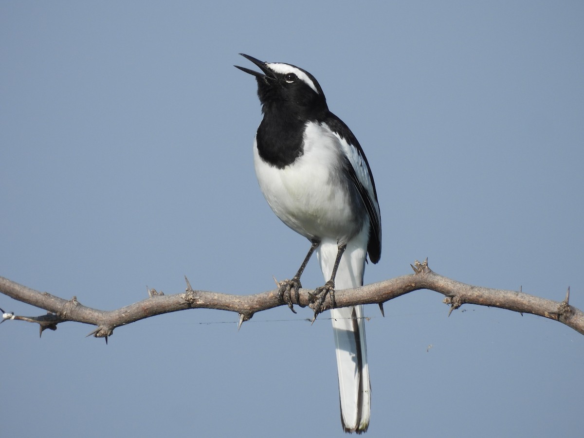 White-browed Wagtail - ML496580091