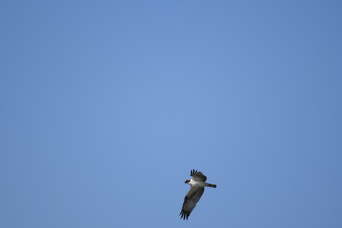 Osprey - ML496580731