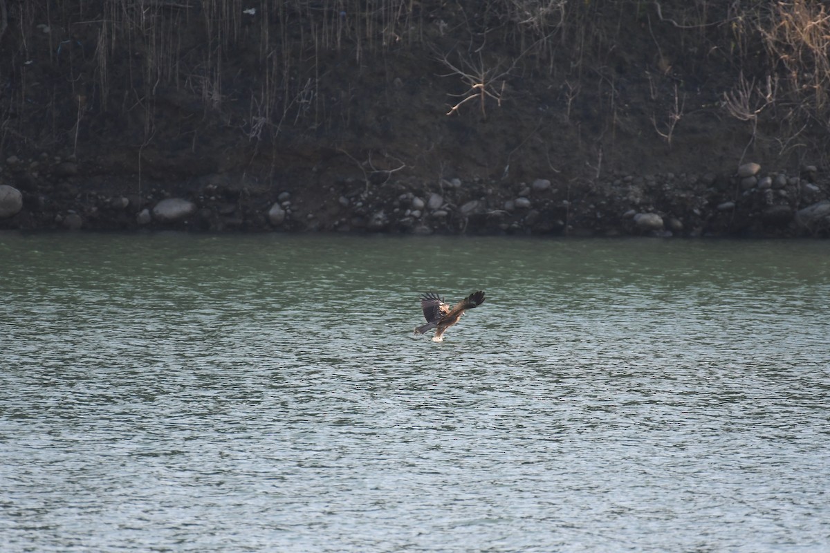 Black Kite - Jacob Lai