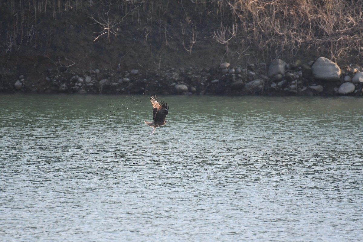 Black Kite - ML496581191