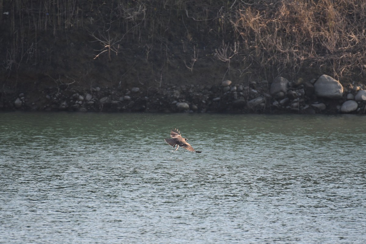 Black Kite - ML496581201