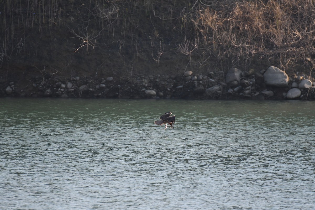 Black Kite - ML496581211