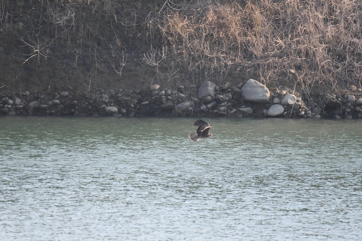 Black Kite - ML496581231