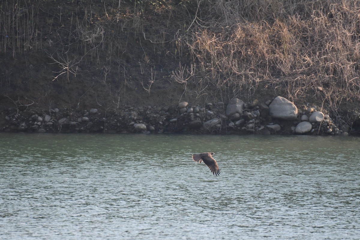 Black Kite - ML496581241