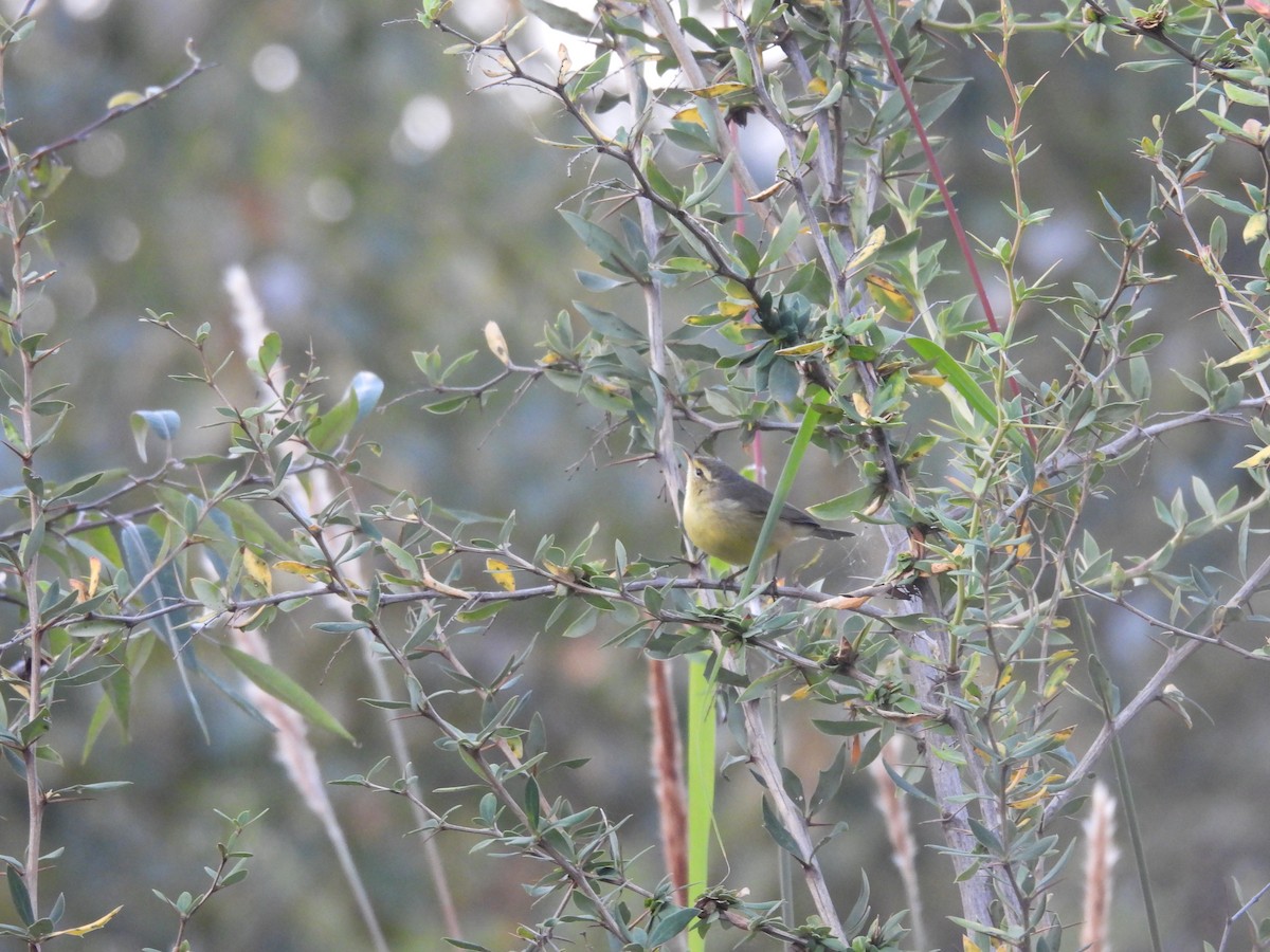 Himalajalaubsänger (affinis/perflavus) - ML496583001