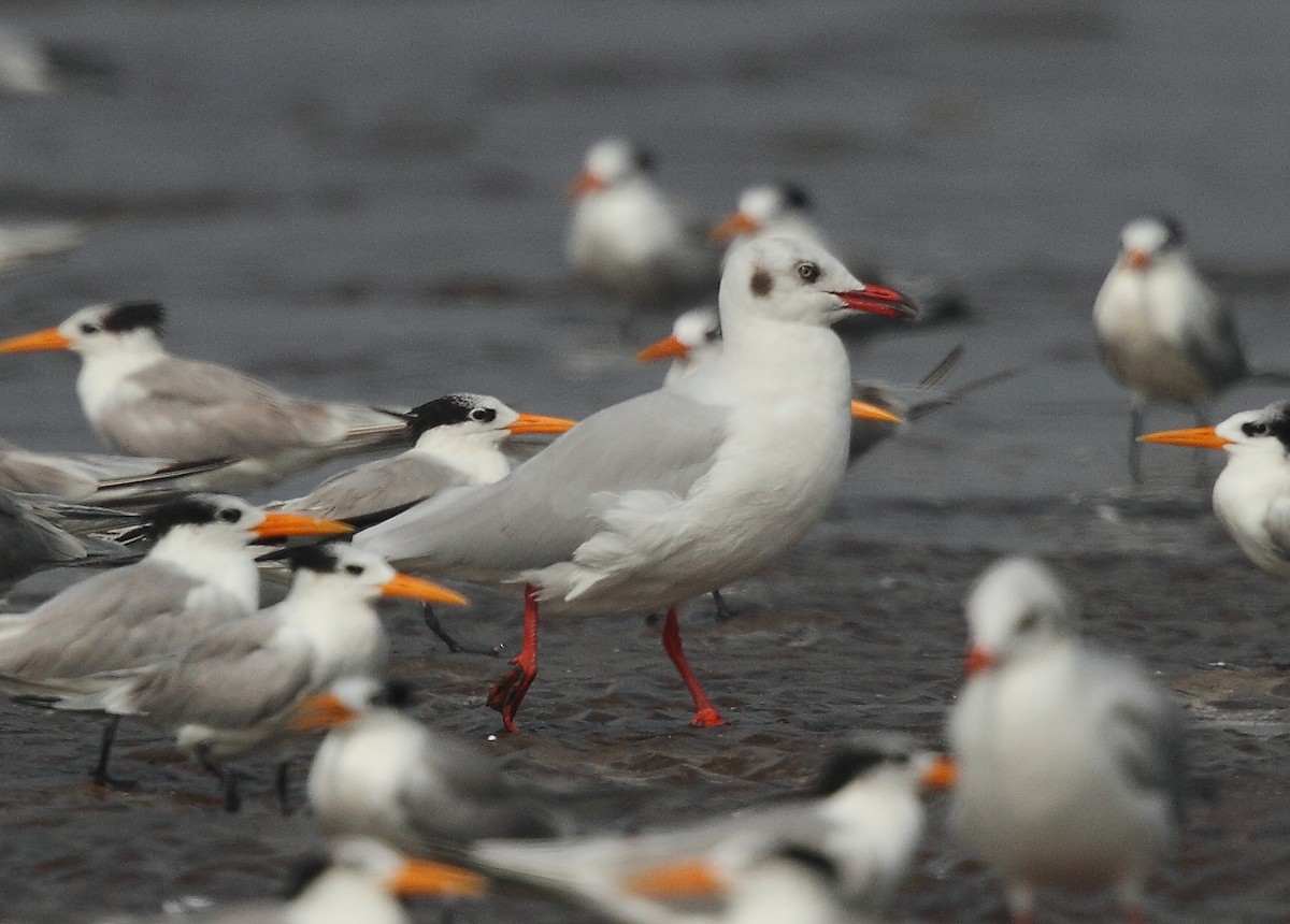 Mouette du Tibet - ML496583331