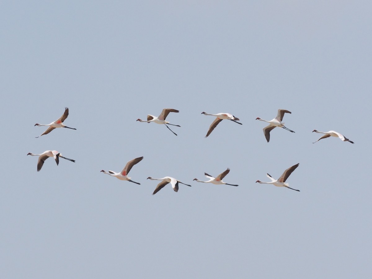 Lesser Flamingo - ML496583801