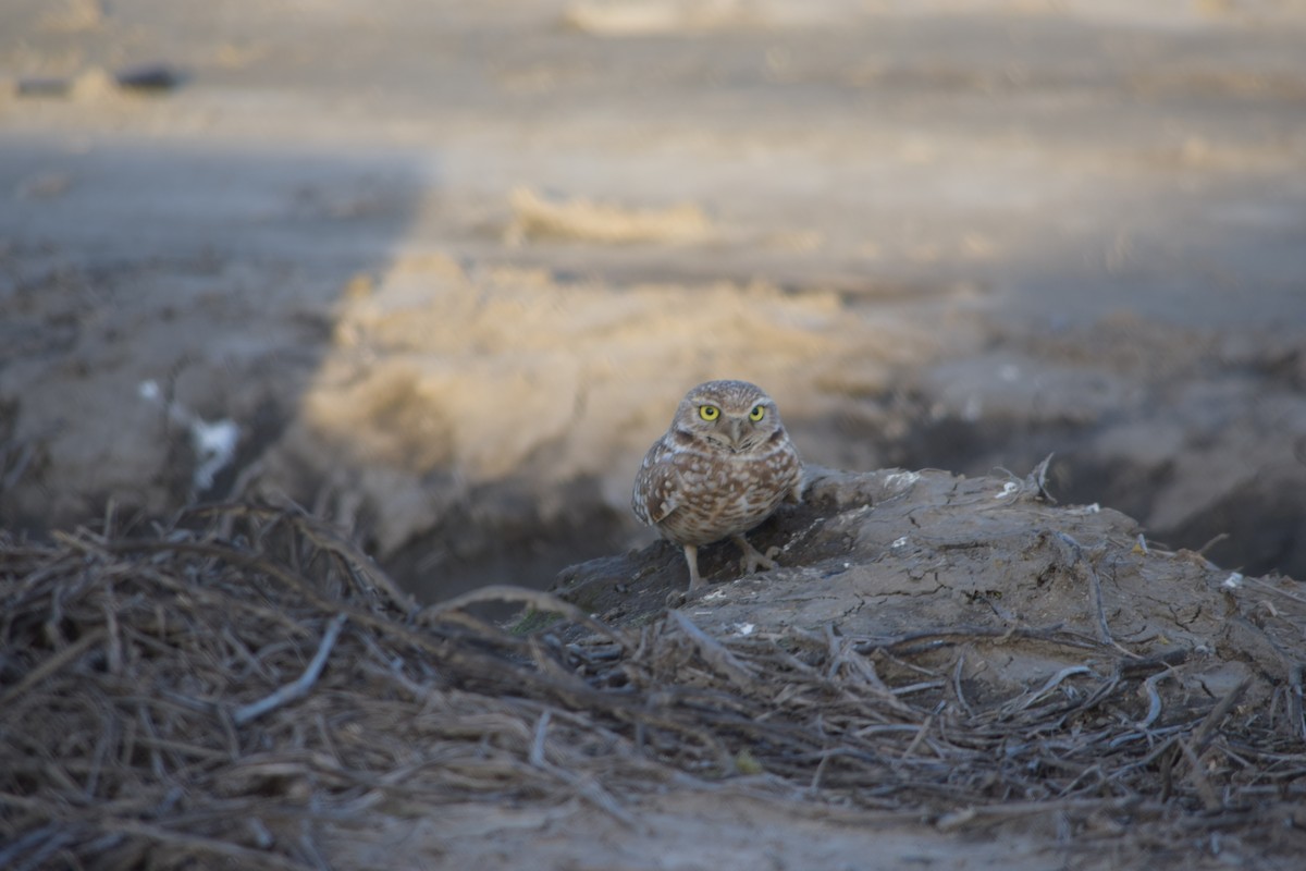 Burrowing Owl - ML49658381