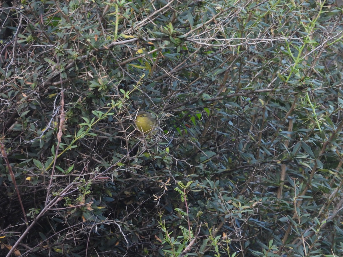 Tickell's Leaf Warbler (Tickell's) - Jim Panwar