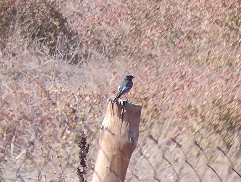 Black Redstart - ML496585851