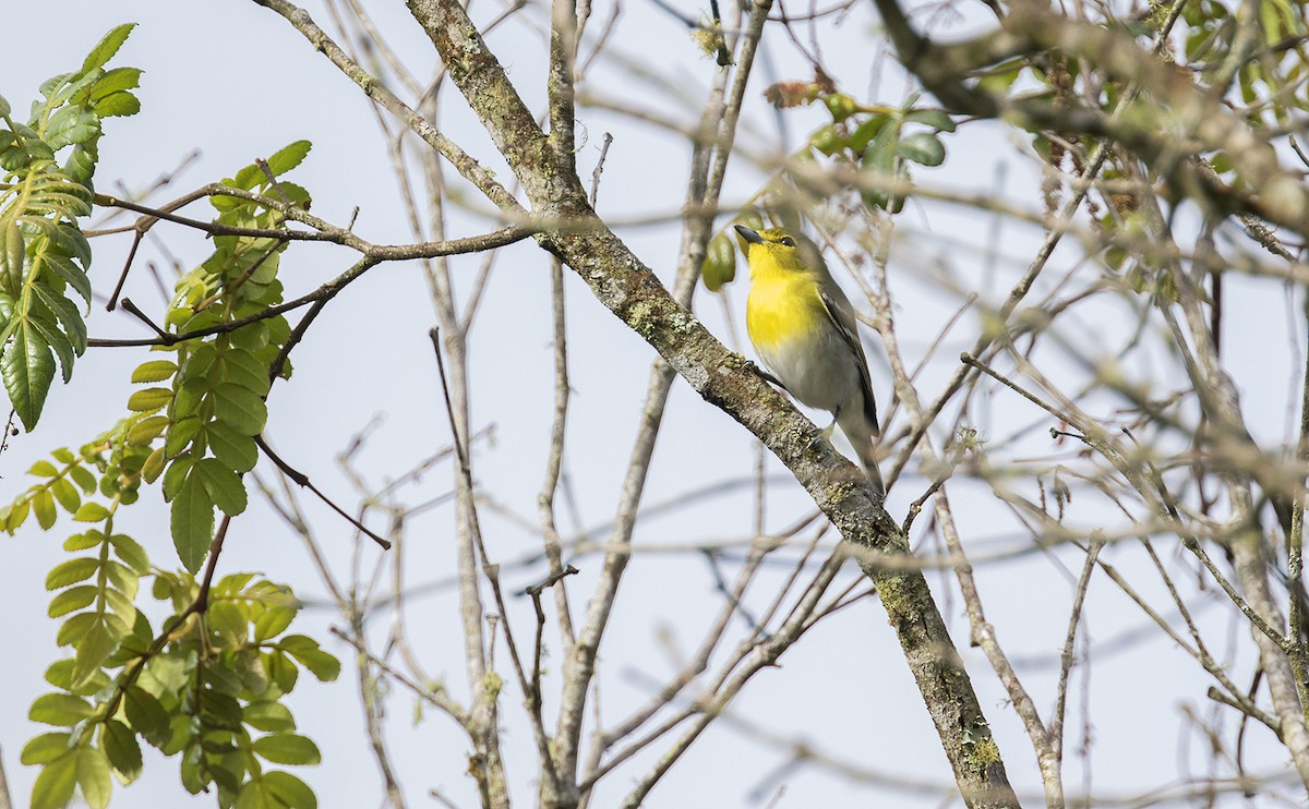 Yellow-throated Vireo - ML496587321