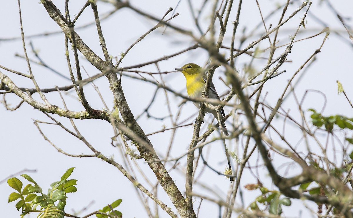 Yellow-throated Vireo - ML496587331