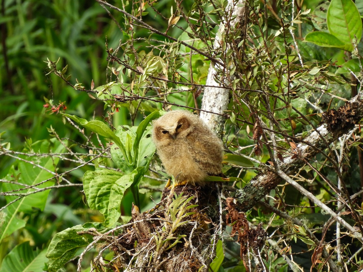 Rufous-banded Owl - ML496588921