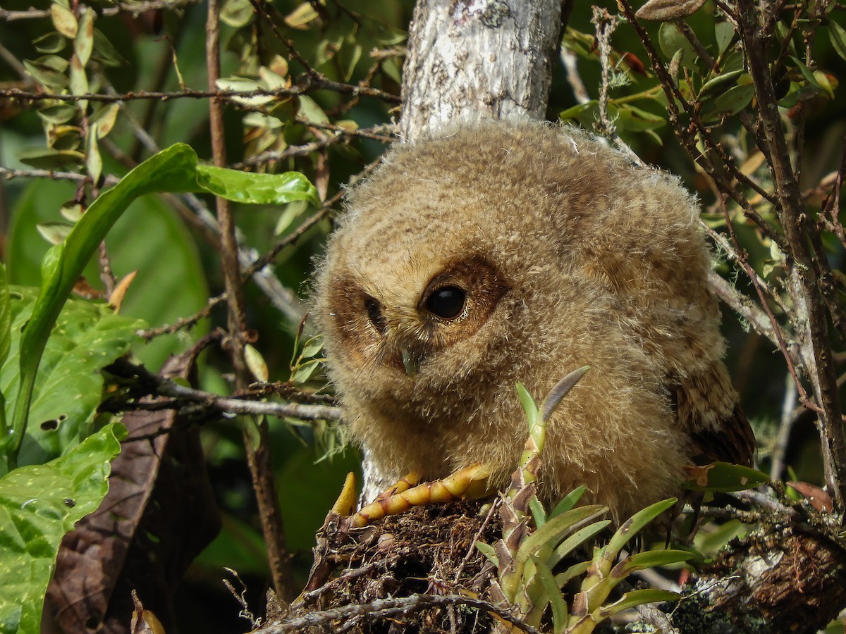 Rufous-banded Owl - ML496588951