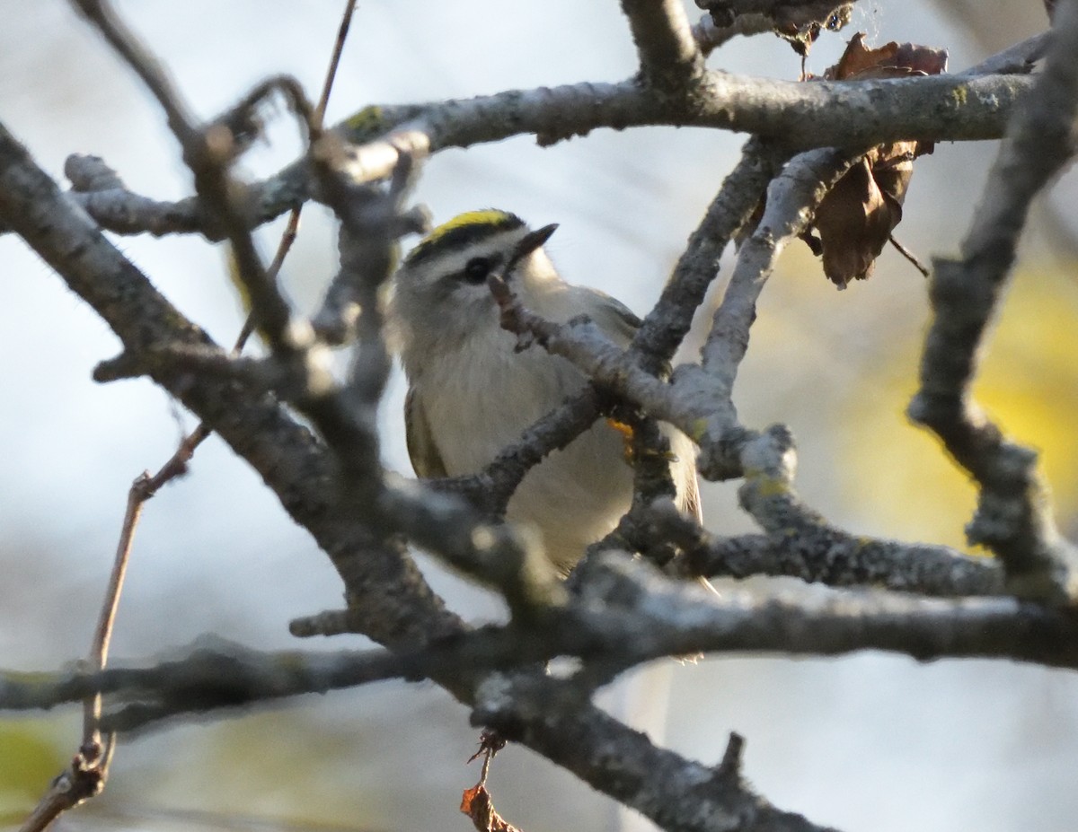 Golden-crowned Kinglet - ML496589351