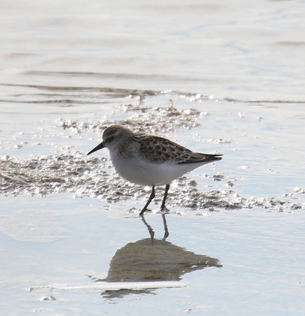 Zwergstrandläufer - ML496590701