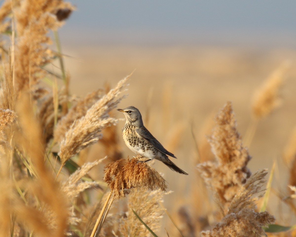 Fieldfare - ML496590941