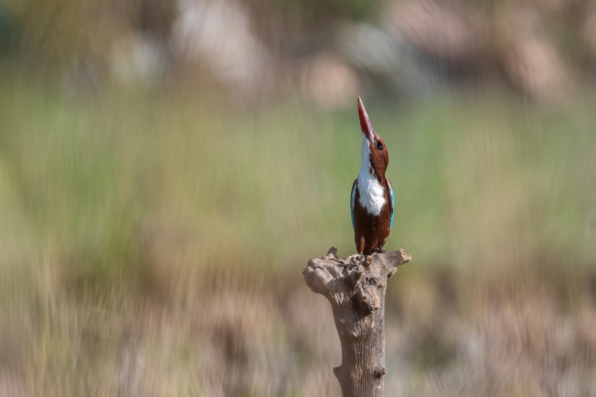 White-throated Kingfisher - ML496593071