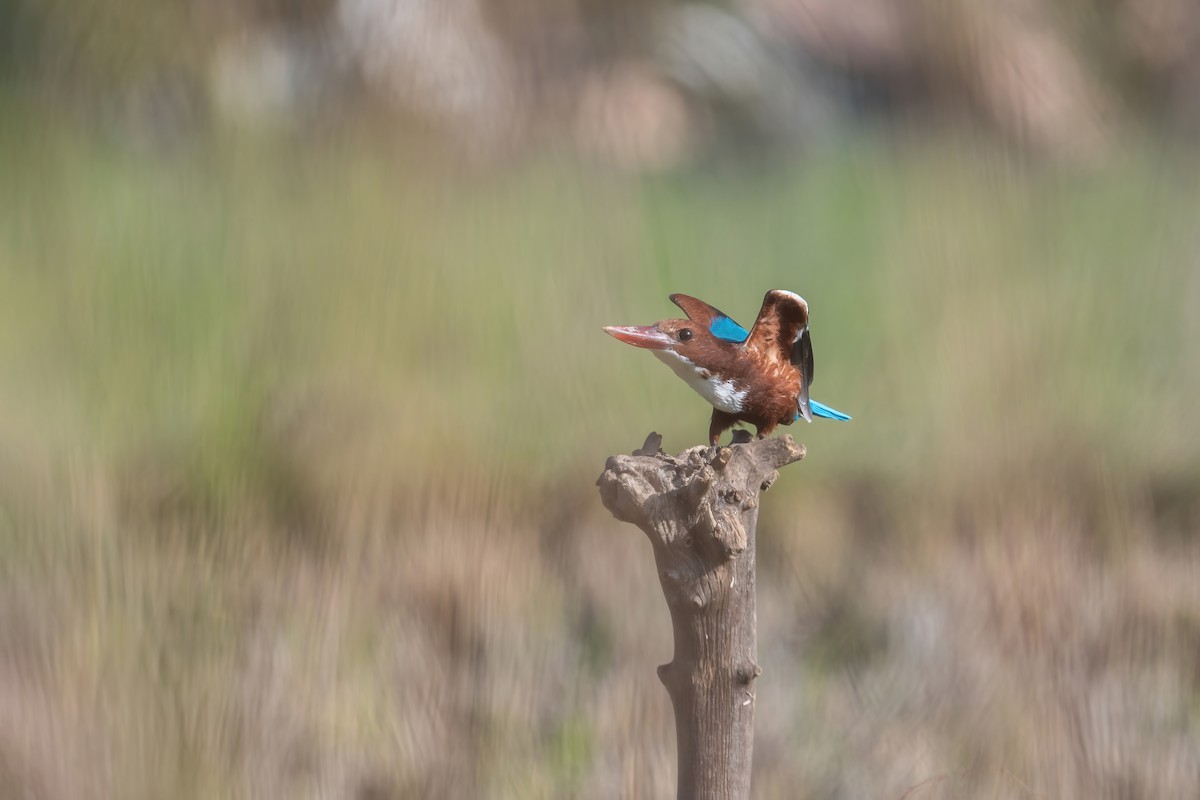 White-throated Kingfisher - ML496593081