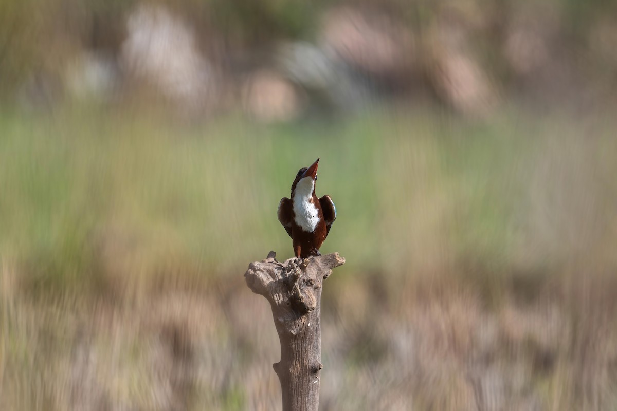 White-throated Kingfisher - ML496593091