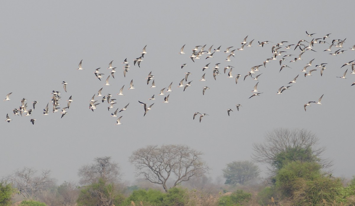 African Skimmer - ML496593171